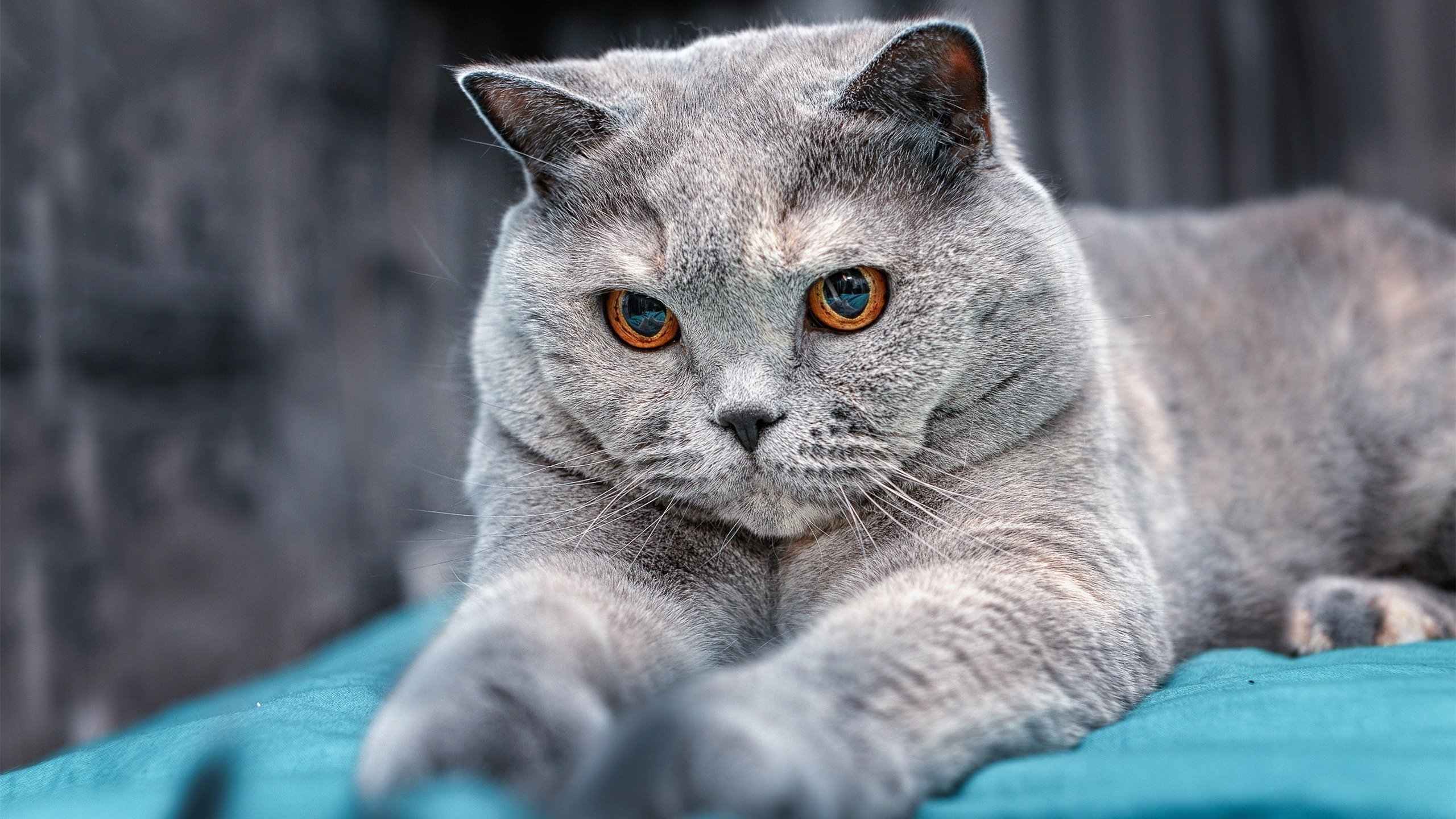 习近平接见第33届奥运会中国体育代表团,表彰运动员成绩